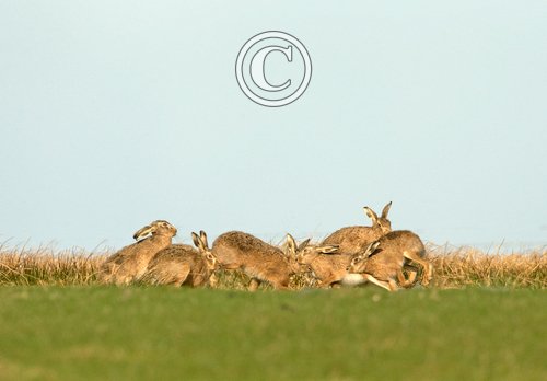    Brown Hares DM2019